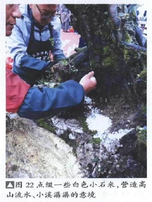 图解 雨林式金弹子盆景怎么制作的17个过程