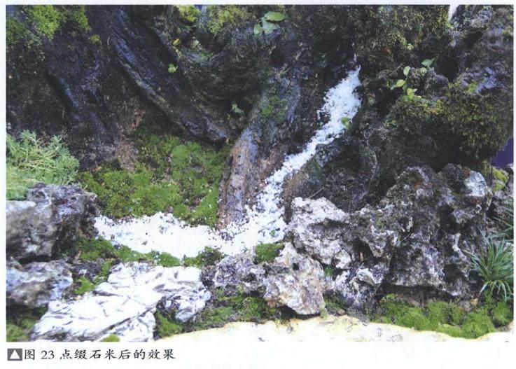 图解 雨林式金弹子盆景怎么制作的17个过程