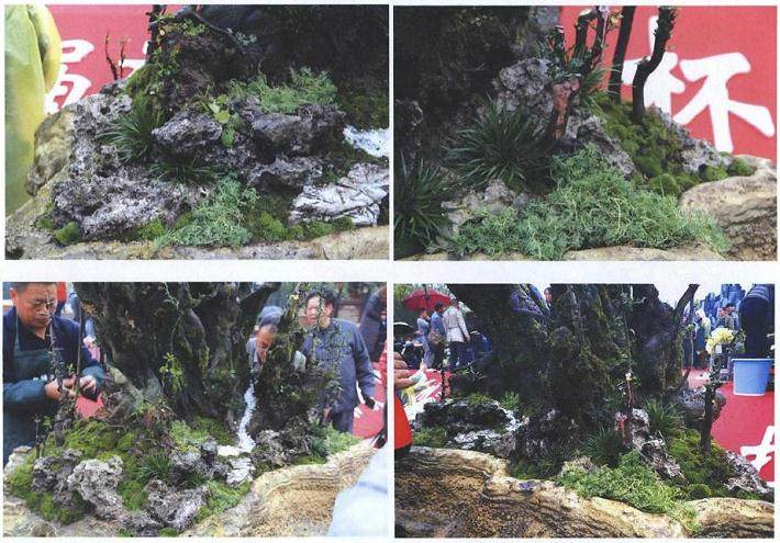图解 雨林式金弹子盆景怎么制作的17个过程