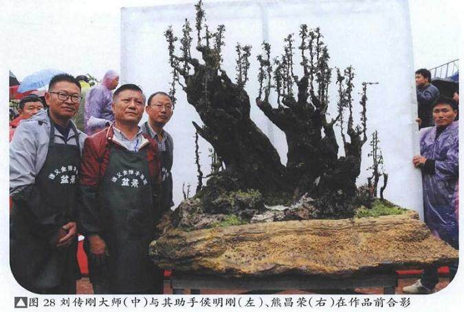 图解 雨林式金弹子盆景怎么制作的17个过程