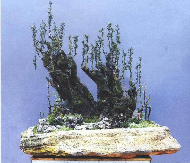 图解 雨林式金弹子盆景怎么制作的17个过程