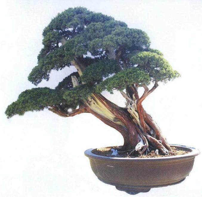 天长市博物馆协办第四届花木盆景艺术展