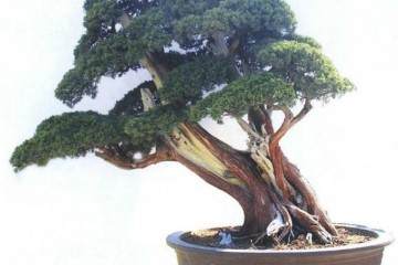 天长市博物馆协办第四届花木盆景艺术展