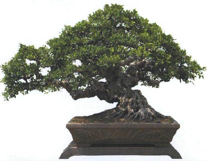 柯成昆先生另外一件榕树盆景铭品《十八罗汉》