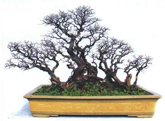 丽水市承办的首届盆景文化艺术展