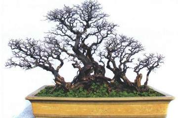 丽水市承办的首届盆景文化艺术展