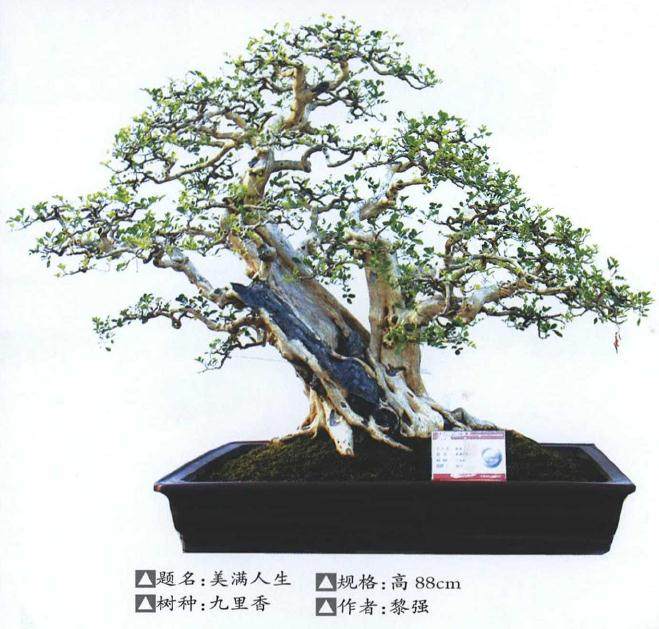 海岛罗汉松盆景藏品展在东莞真趣园开幕