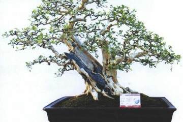 海岛罗汉松盆景藏品展在东莞真趣园开幕