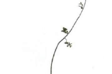 素仁格盆景的简表于外 枝叶舍留把控 却是弄树的关健