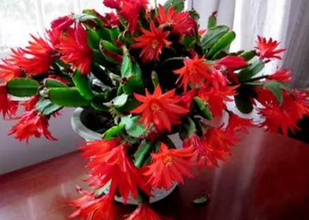 给假昙花换土的3个方法