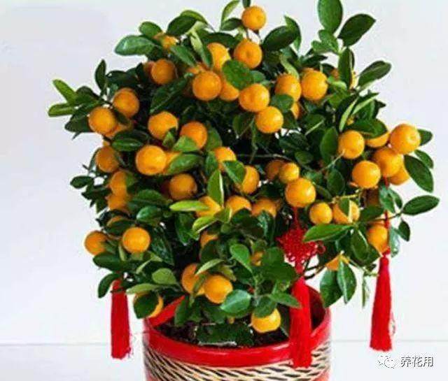 金桔盆栽换盆后的养护