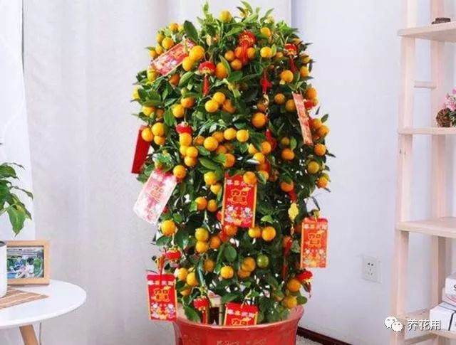 金桔盆栽换盆的最佳时间