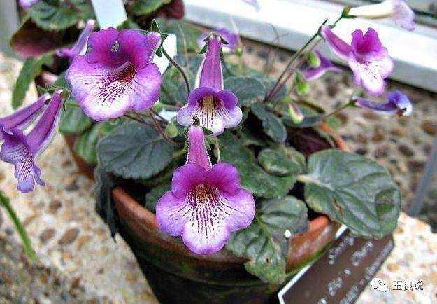 给植物换土也是存在风险的 有很多人不会换土