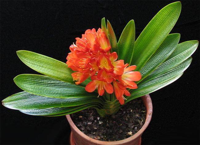 给君子兰换土最好在春秋两季进行