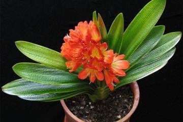 给君子兰换土最好在春秋两季进行