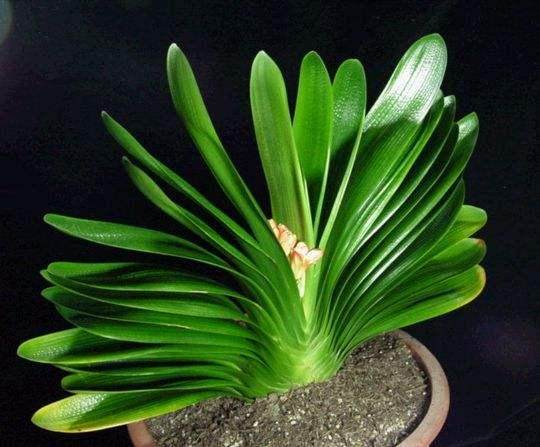 养3种花卉 个个是吃土高手 1年要换土1次