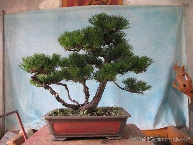 盆栽土壤板结后 除了换土 还有什么办法?