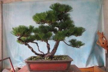 盆栽土壤板结后 除了换土 还有什么办法？