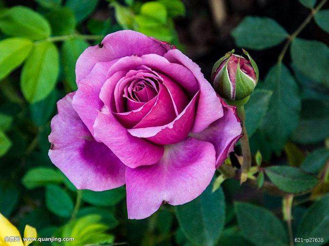 给花浇一点这个水 3年不用施肥换土 开花多