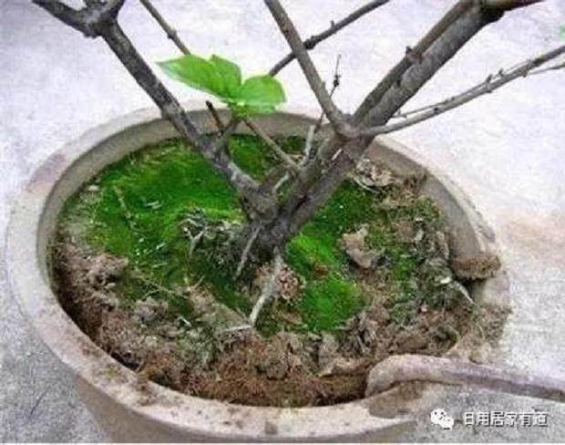 教你如何花卉翻盆换土 花友们值得收藏看看?