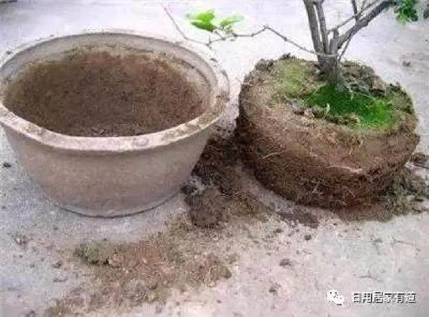 教你如何花卉翻盆换土 花友们值得收藏看看?