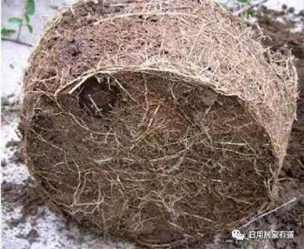 教你如何花卉翻盆换土 花友们值得收藏看看?