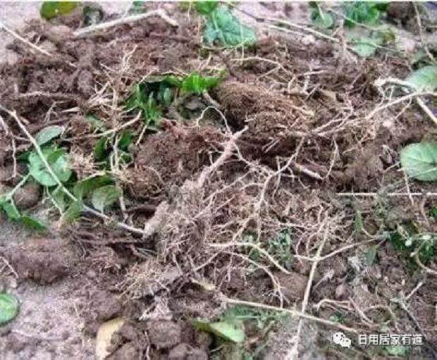 教你如何花卉翻盆换土 花友们值得收藏看看?