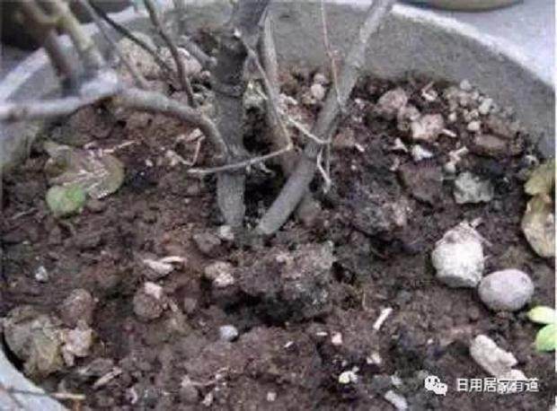 教你如何花卉翻盆换土 花友们值得收藏看看?