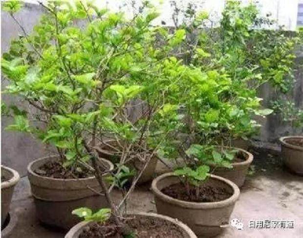 教你如何花卉翻盆换土 花友们值得收藏看看?