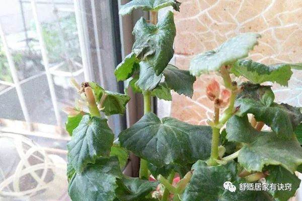 丽格海棠开花后的处理方法 及时剪残花 换土再枝插