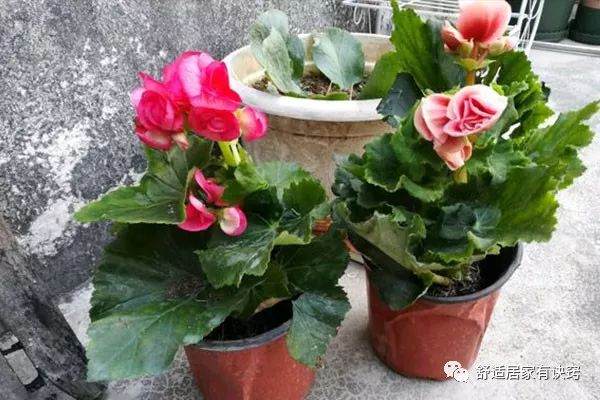 丽格海棠开花后的处理方法 及时剪残花 换土再枝插