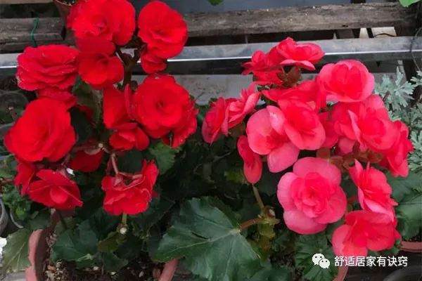 丽格海棠开花后的处理方法