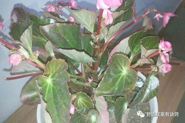 丽格海棠开花后的处理方法 及时剪残花 换土再枝插