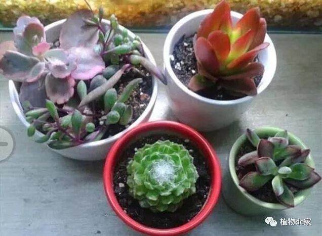 买回来的多肉要这么换土 才能胖的快