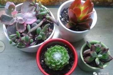 买回来的多肉要这么换土 才能胖的快