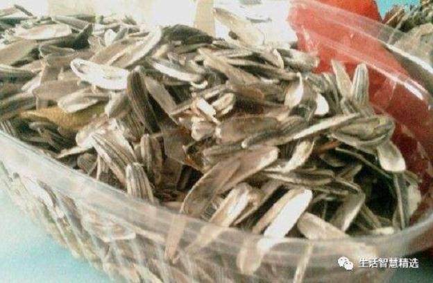 把它埋在花盆里 3年不用换土 嫩芽不断冒 照样长成瀑布