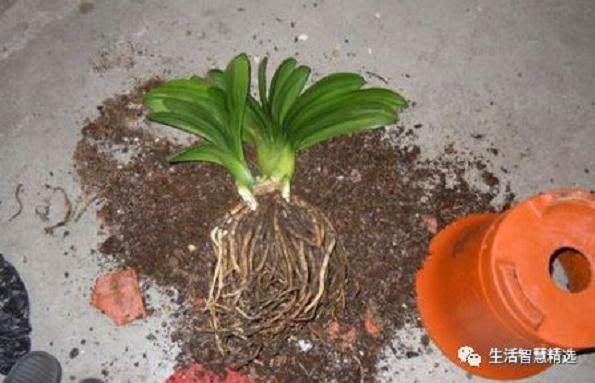 把它埋在花盆里 3年不用换土 嫩芽不断冒 照样长成瀑布