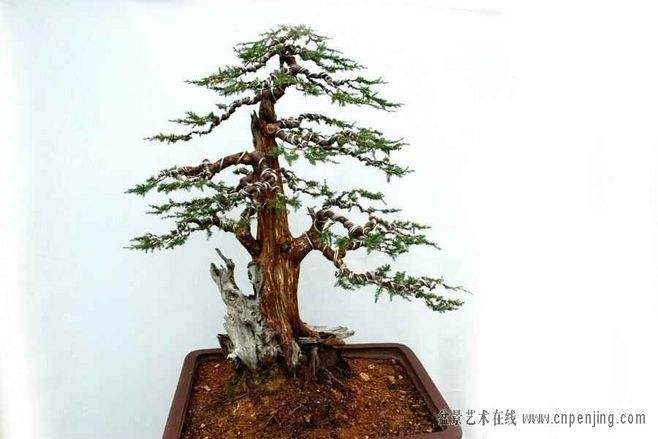 树桩盆景为什么要翻盆换土?