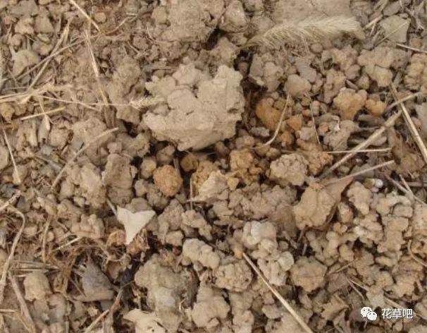 养花换土太麻烦 老花匠教你3招 旧土直接变新土