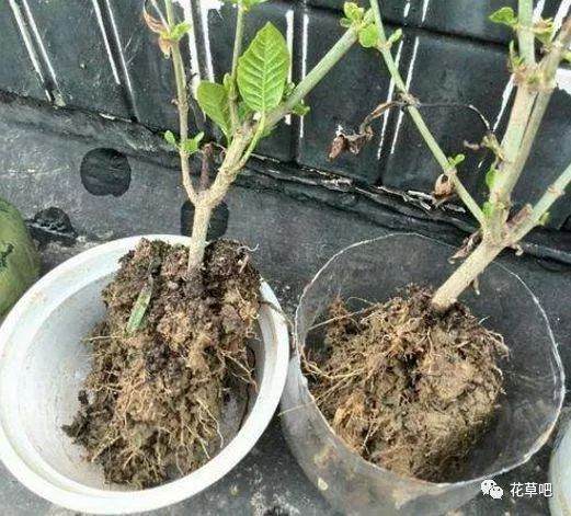 养花换土太麻烦 老花匠教你3招 旧土直接变新土