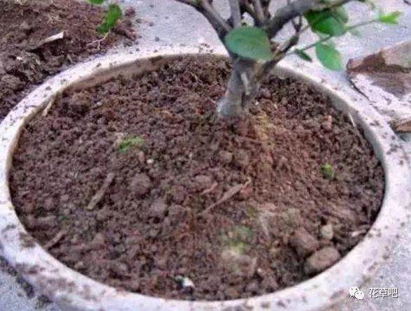 养花换土太麻烦 老花匠教你3招 旧土直接变新土
