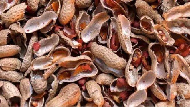 养花换土时加上这2种废壳 营养丰富 预防板结