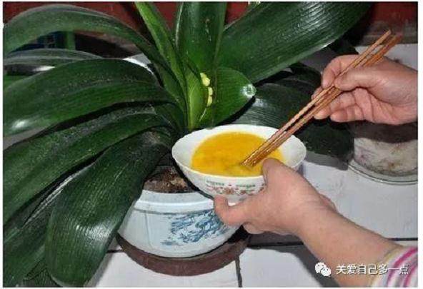 养花换土费钱又费事?老花匠教你3个绝招