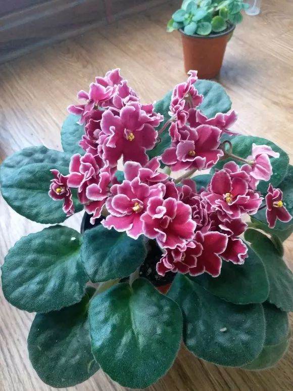 如何避免养花板结 这里有5招