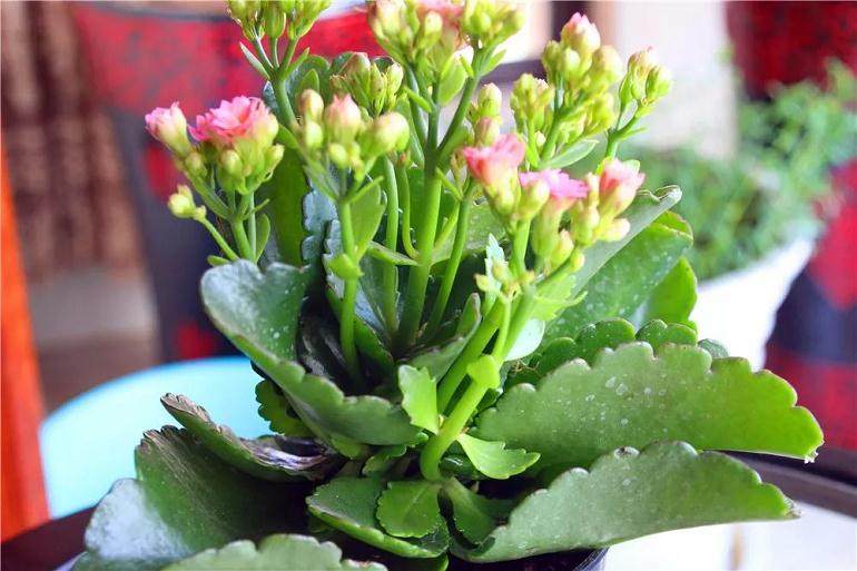 养花换土学问大 重点就一条!