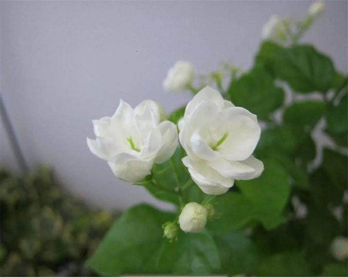 茉莉花盆栽的施肥很重要 换盆和换土你会么？