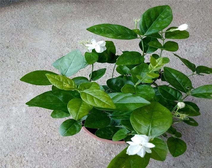 茉莉花盆栽的施肥很重要 换盆和换土你会么？