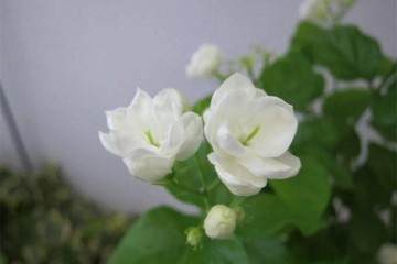 茉莉花盆栽的施肥很重要 换盆和换土你会么？