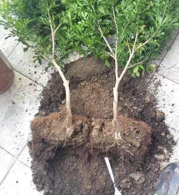 养花盆里加一些它 十年不用换土 照样长势旺