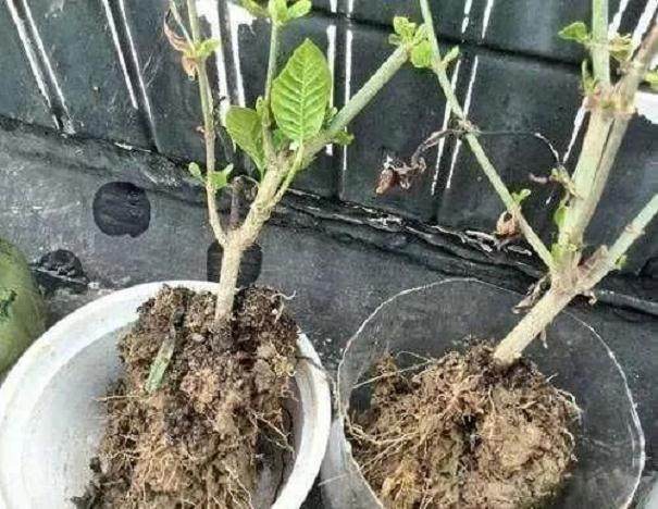 养花盆里加一些它 十年不用换土 照样长势旺
